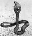 Половой член змеи